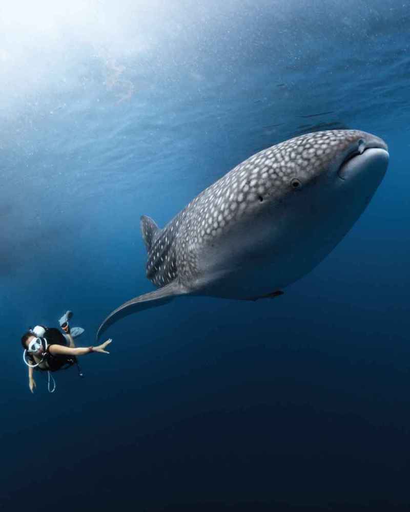 Kaia-Liveaboard-Alor-Destination