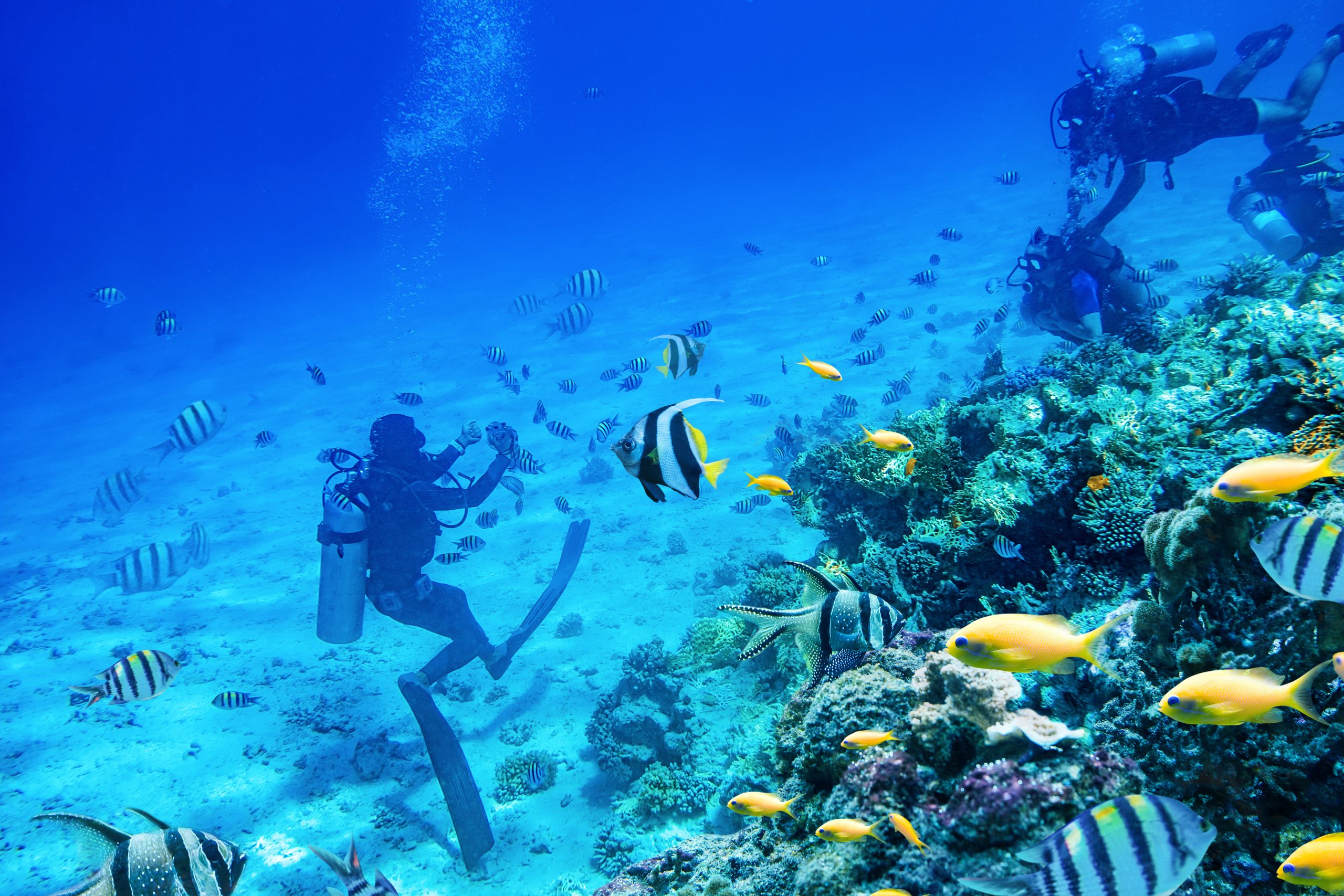 divers swimming underwater near coral reefs